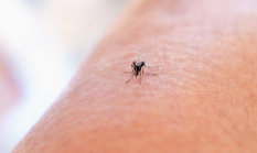 Kebiasaan Sehari-hari yang Tanpa Sadar Mengundang Nyamuk ke Rumah